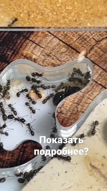 Муравьиная ферма смотреть онлайн