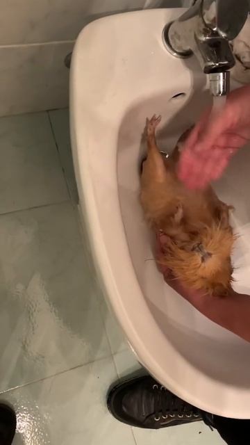 Купаем морскую свинку в биде. Bathing guinea pig. смотреть онлайн