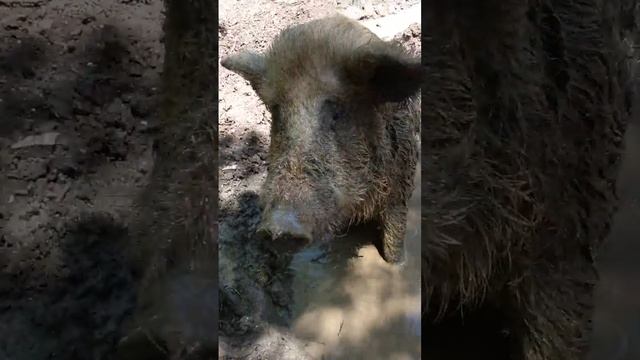 Кабан принимает ванну смотреть онлайн