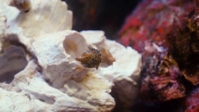 Pacific spiny lumpsuckers смотреть онлайн