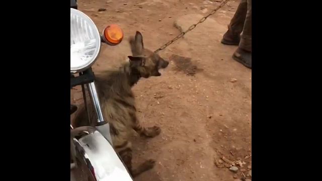 THE HYENA смотреть онлайн