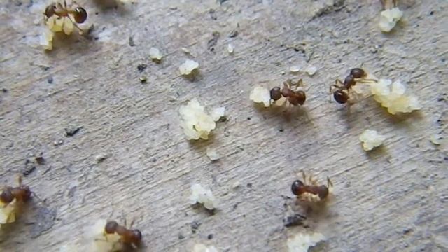 廃材をめくったらアミメアリの巣 смотреть онлайн
