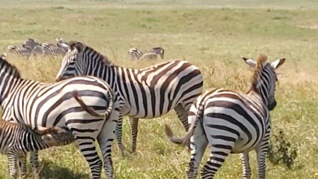Nursing zebra in Ngorongoro Crater, Tanzania смотреть онлайн