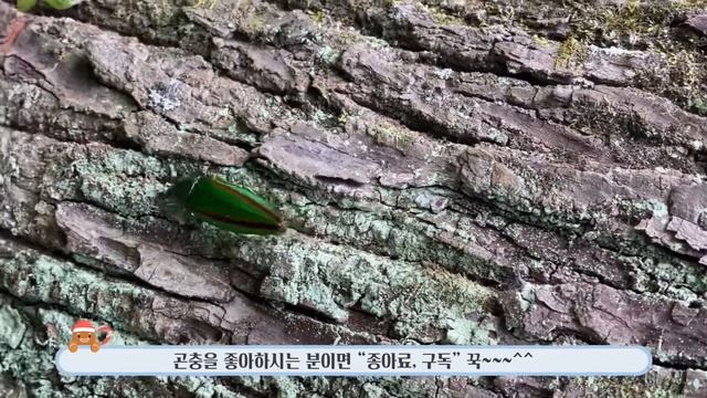 [다살이]야생에서 믿을 수 없는 “비단벌레(Chrysochroa coreana)”를 만나다. 😍 #딱정벌레 #비단벌레과 #Coleoptera #Buprestidae #Korea смотреть онлайн