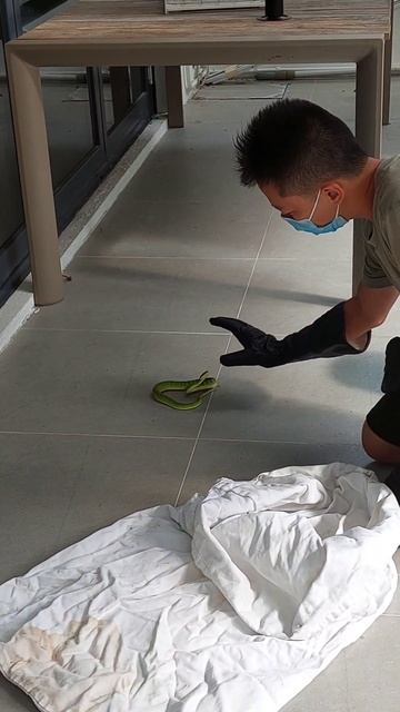 HOW TO CATCH THE BAMBOO VIPER SNAKE @SayMortz смотреть онлайн