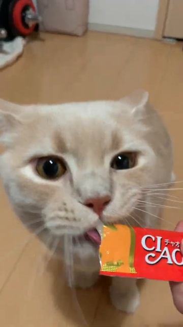 チュールの味を変えてみたらもふ猫の食いつきがすごかったw #Shorts смотреть онлайн