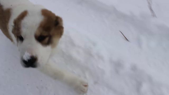 MVI 0361 Продажа щенков САО смотреть онлайн