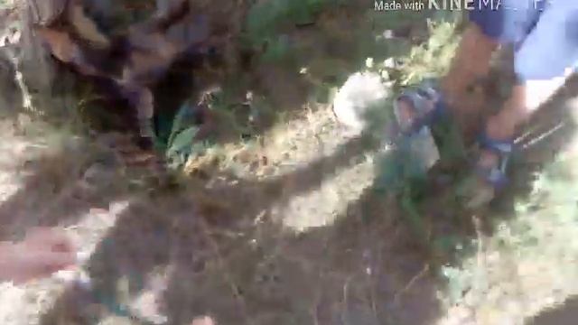 Говорящая кошка Анфиса гуляет😺 смотреть онлайн