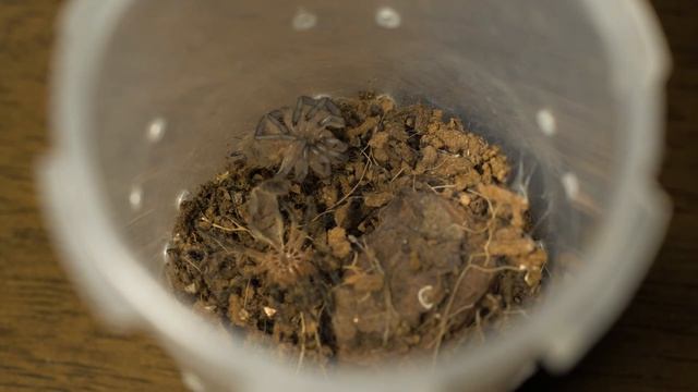 Euathlus parvulus molting!! смотреть онлайн