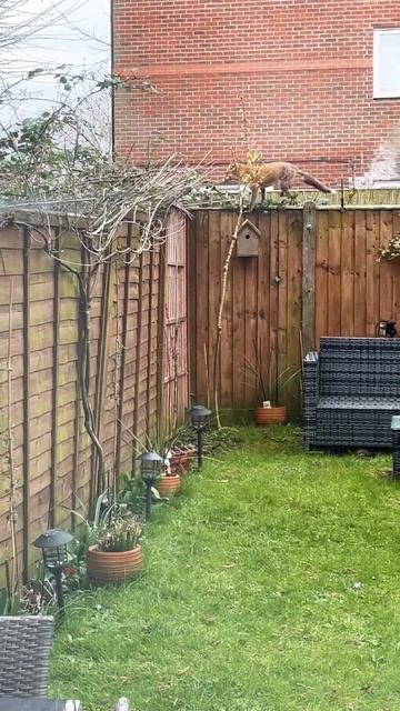 Cat's Curiosity with Fox on the Fence #cat #wildlife #viral #kitten #fyp #subscribe #like смотреть онлайн