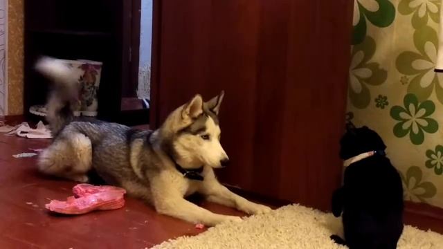 ХАСКИ & КОТИК смотреть онлайн