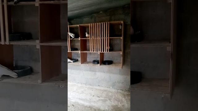 Голуби Лорей Павел Югорск ХМАО смотреть онлайн