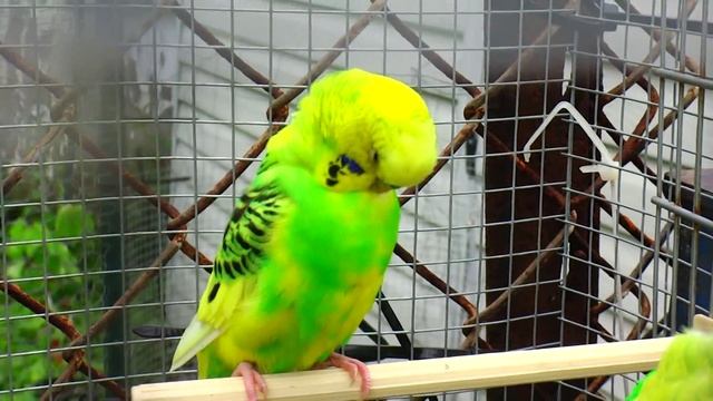 Male Budgies/Parakeets Preening(Волнистых попугаев) смотреть онлайн