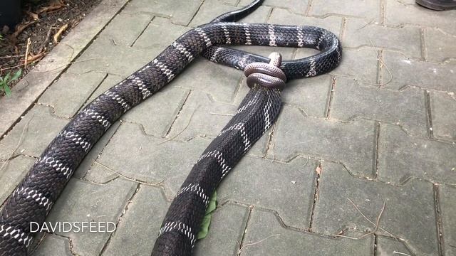 SNAKE VS SNAKE - KING COBRA FEEDING WITH CHRISWEEET смотреть онлайн