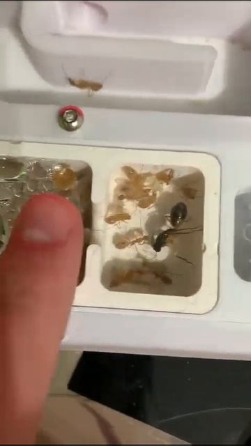 fedstchenkoi queen size смотреть онлайн