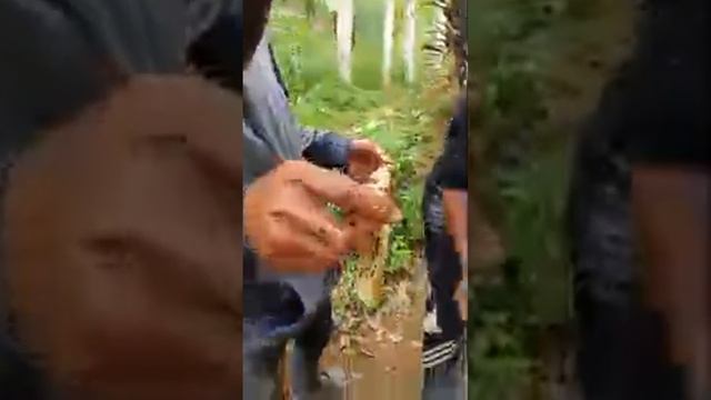 Budidaya Lebah Apis Cerana смотреть онлайн