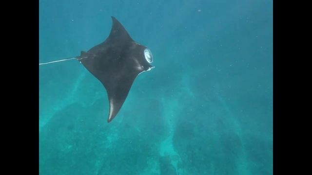 SNORKELLING W/ MANTA RAY - NUSA PENIDA, Indonesia смотреть онлайн