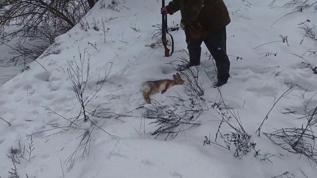 Охота ..,добыли зайца, небольшой обзор. смотреть онлайн