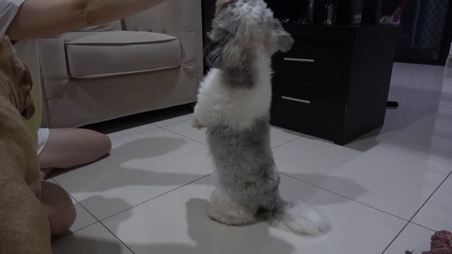 ANJING PITBULL GALAK SUKA GIGIT TANGAN смотреть онлайн
