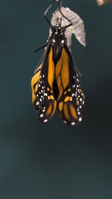 Emerging butterflt смотреть онлайн