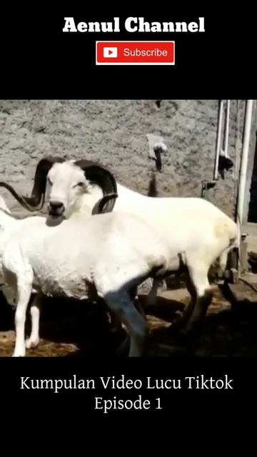 kambing Kawin| cuplikan video смотреть онлайн