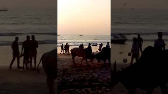 Бой быков на пляже Калангута Гоа#2016 Bullfight at the beach Calangute Goa смотреть онлайн