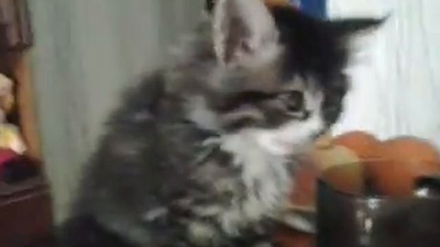 Я заказала шоколадный мартини смотреть онлайн