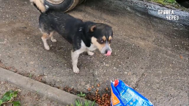 МАРИУПОЛЬ - БЕСПЛАТНАЯ АПТЕКА - РАЗДАЧА ЛЕКАРСТВ НАСЕЛЕНИЮ. Часть 2 смотреть онлайн