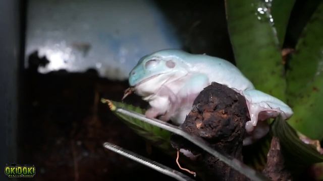 🔝 Reptile Feeding Time 🐸🦎🐍😍 смотреть онлайн