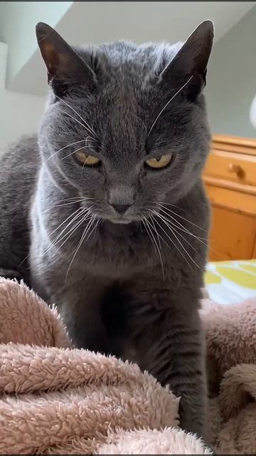 Chartreux Cat #shorts смотреть онлайн