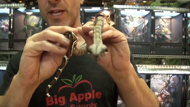 Colombian / Guyana / Peruvian Red Tail Boas For Sale. Buy at Big Apple Pet with Same Day Shipping. смотреть онлайн