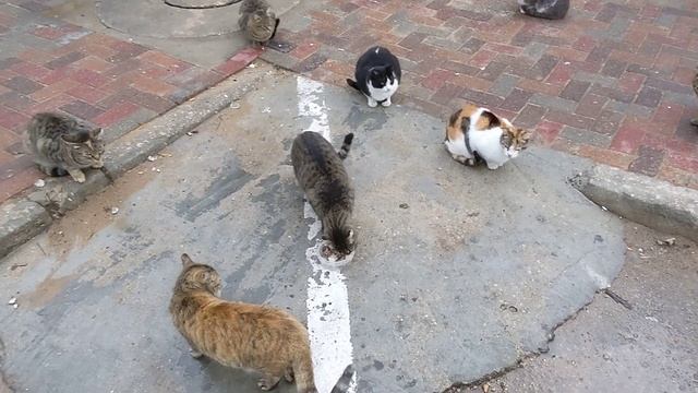 30 уличных кошек выполняют приказы чела 😹 Коты Мяукают дерутся и кушают 😻 Funny feral cats fight ea смотреть онлайн