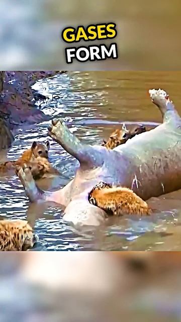 What These Hyenas Did To Hippo Will Shock You...😱 смотреть онлайн