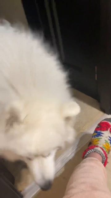 Смотреть до конца ‼️ Откуда синяки на ногах😆 #щенки #puppy #собаки #samoyed смотреть онлайн