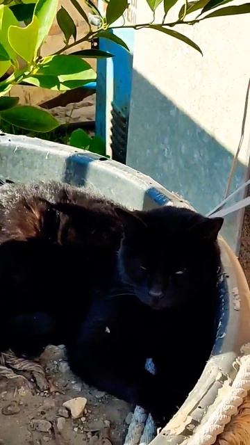 Если бы кот Матроскин жил в Африке #смешныеживотные #смешныекоты #кот смотреть онлайн