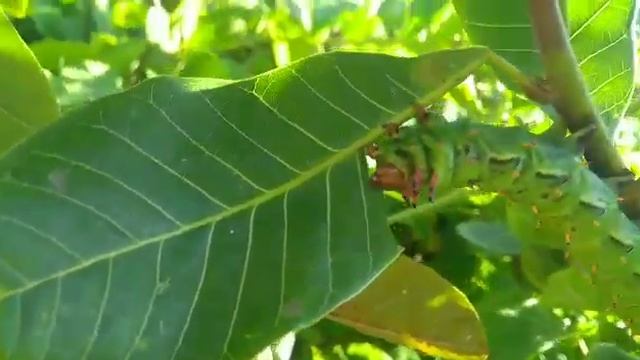 Lagarta da mariposa Citheronia laocoon no cajueiro смотреть онлайн