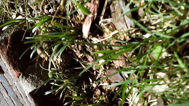 syma x5sc drone video. crashed! MUST WATCH! смотреть онлайн