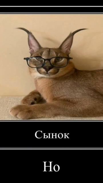 Шлёпа #шлепа #edit #едит #телефон #стул смотреть онлайн