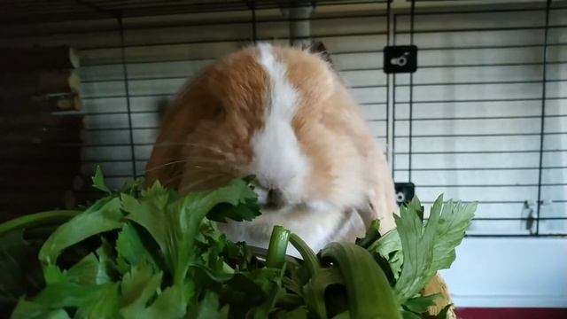 Eris nom-nom смотреть онлайн