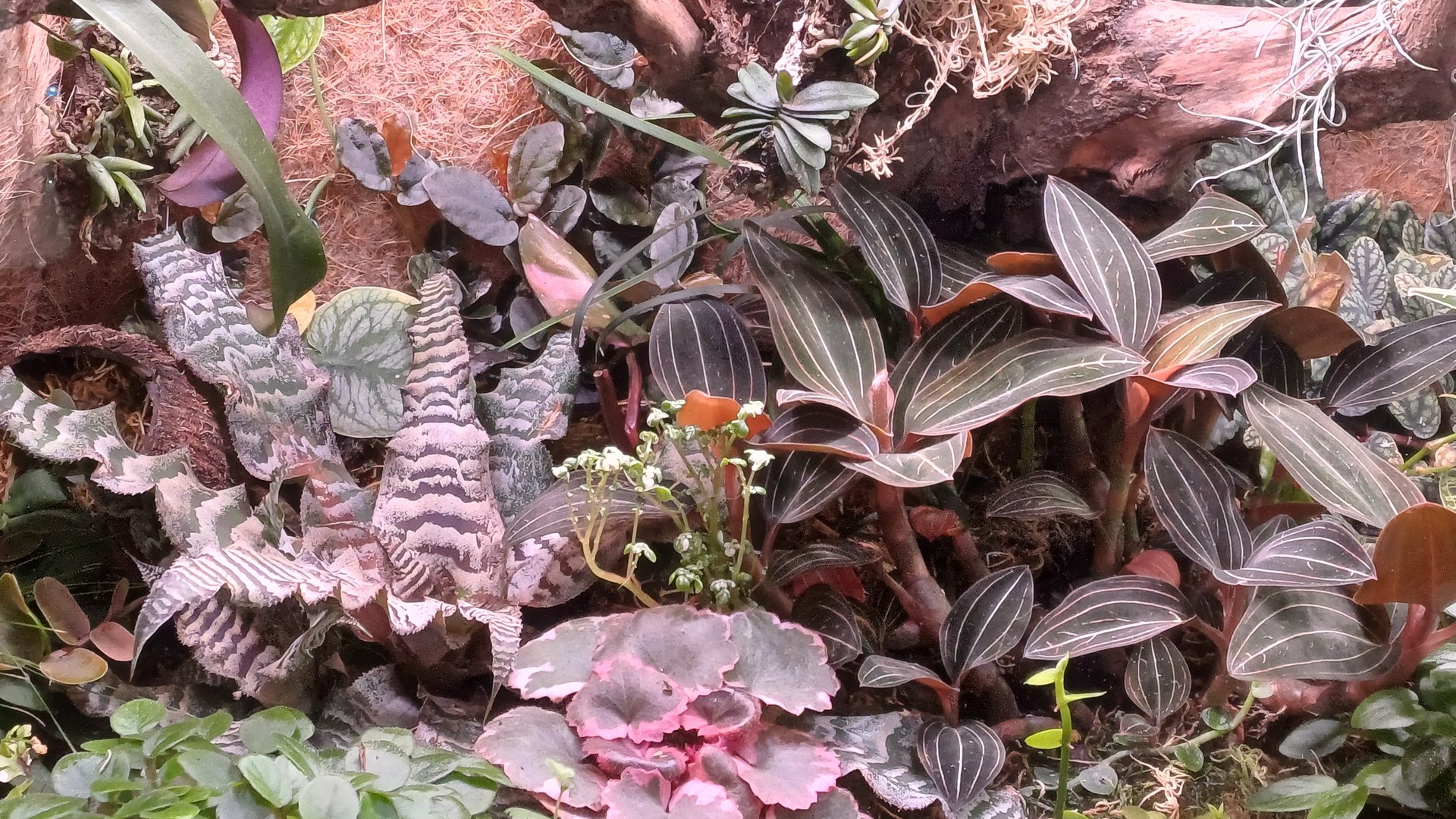 Обзор флорариума спустя 3 месяца. Новые растения. Природные орхидеи. смотреть онлайн