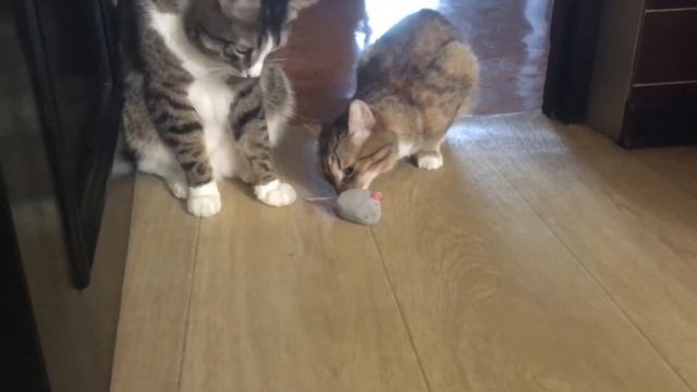 Мышь/ соловей смотреть онлайн