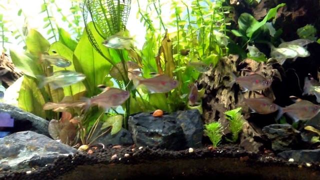 90 gallon | Discus & Bleeding Heart Tetras Aquarium | Freshwater Low Tech смотреть онлайн