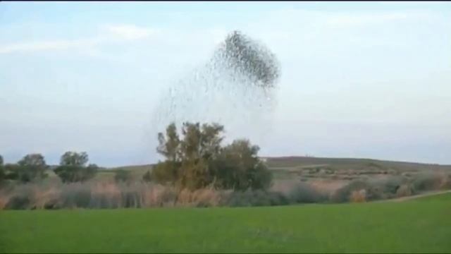 Starling Murmuration Phenomenon смотреть онлайн