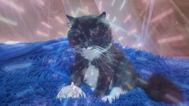 Авторский фильм про кота и пришельцев 🙀🛸👽😺 / Arthouse: Cats and Aliens смотреть онлайн