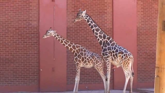 Giraffes Mating in the Zoo Latest(Educational Purpose only) смотреть онлайн