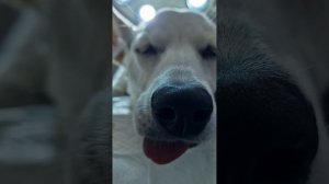 Как проходит операция по стерилизации собак, пример операции для Вас 🙏#ушаковдмитрий #zoovetdoctor