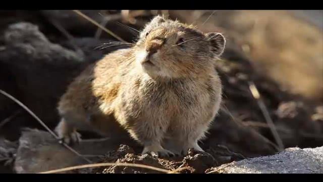 ЛЕММИНГ часть 3 смотреть онлайн