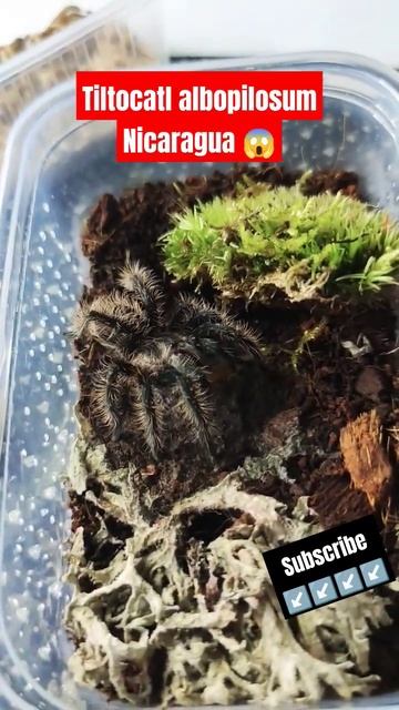Karmienie głodnego 😱Tiltocatl albopilosum Nicaragua, Tarantula Feeding #spider #tarantula #hobby смотреть онлайн