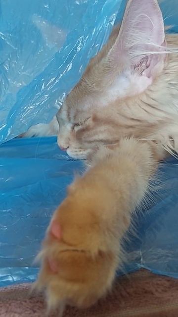 Колыбель Шэри 😂 смотреть онлайн