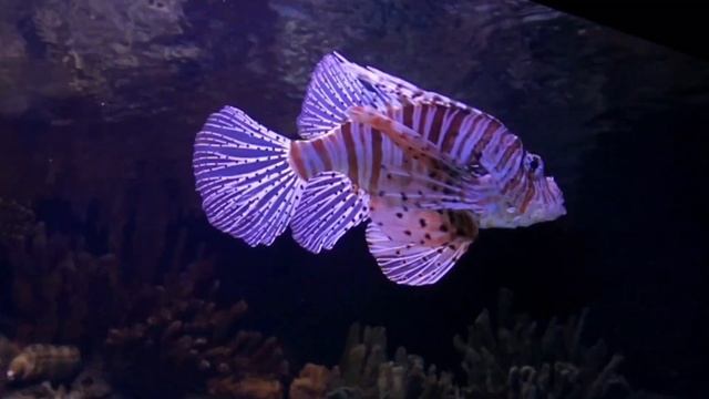 ikan buntal...ikan cantik tapi mematikan.#edukasi #ikan смотреть онлайн